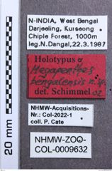 Etikett zu Priopus basilaris (Schenkling, 1927)